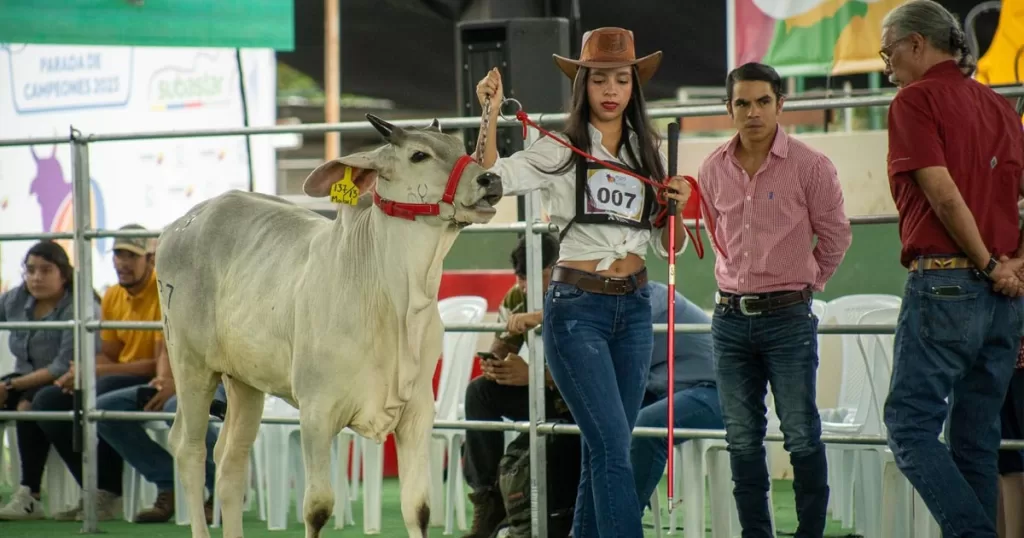 La evaluación del ganado en ExpoCebú solo se la hace con jueces internacionales La evaluación del ganado en ExpoCebú solo se la hace con jueces internacionales